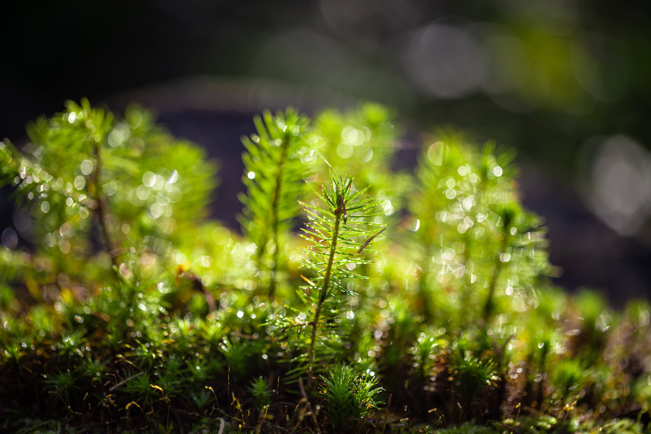 shutterstock_1541452394