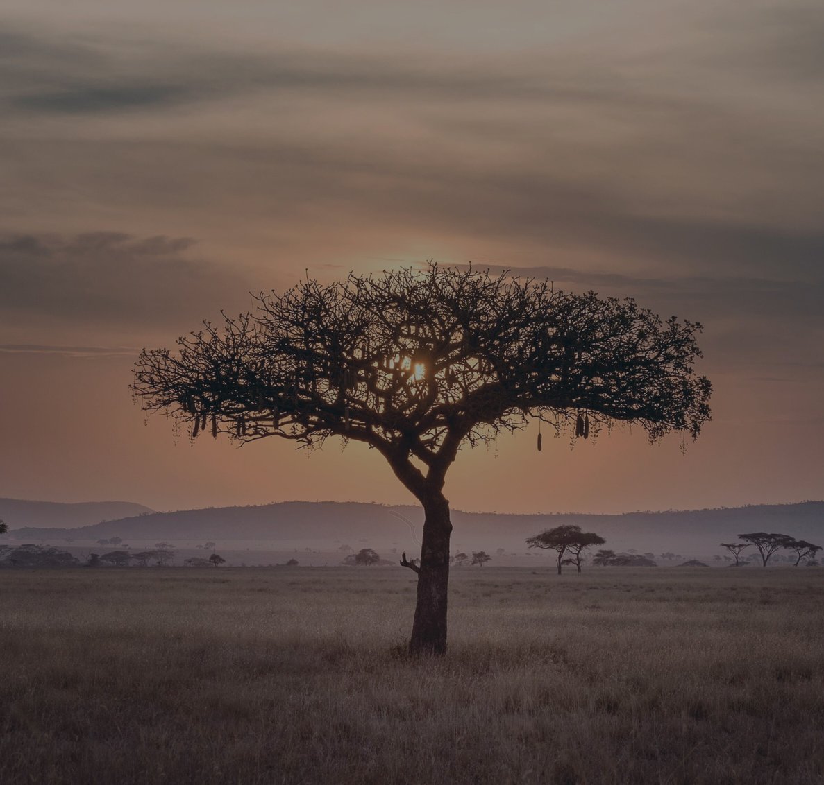 africa landscape blue tint cropped