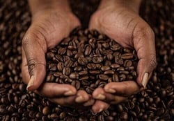 small-coffee-bean-file