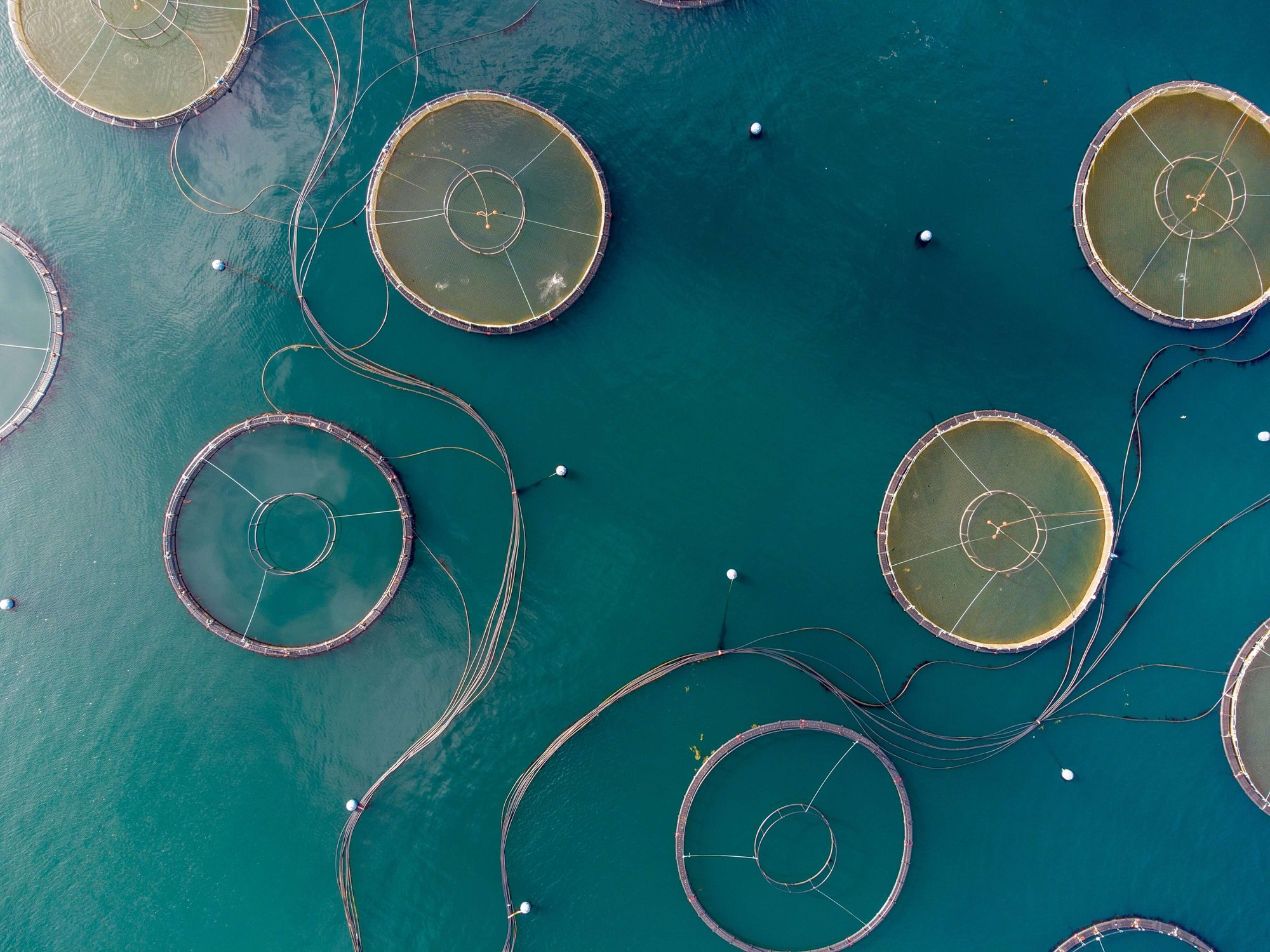 recruiting-for-the-aquaculture-industry-blog-2