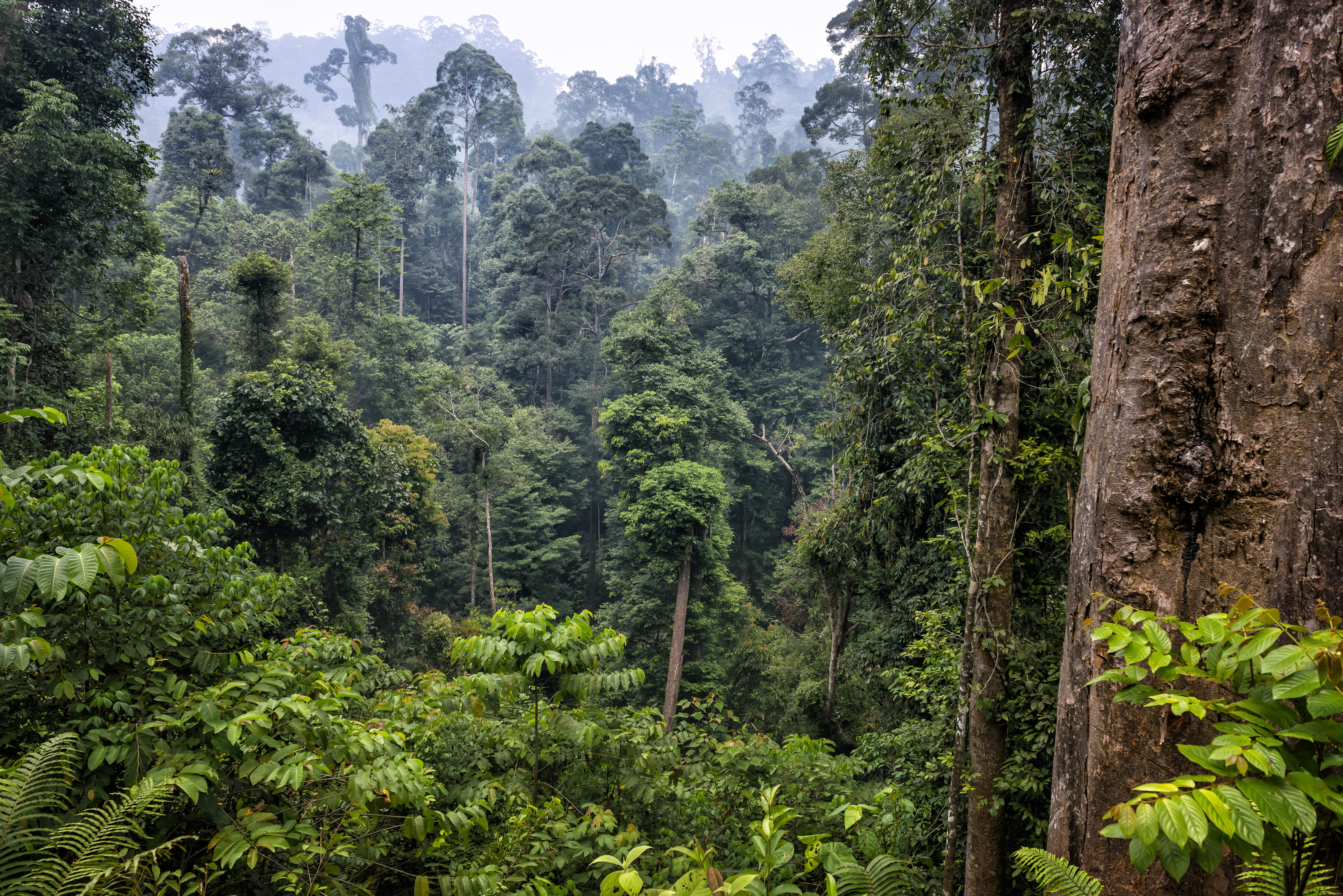 Forest Management Programme Manager, FSC