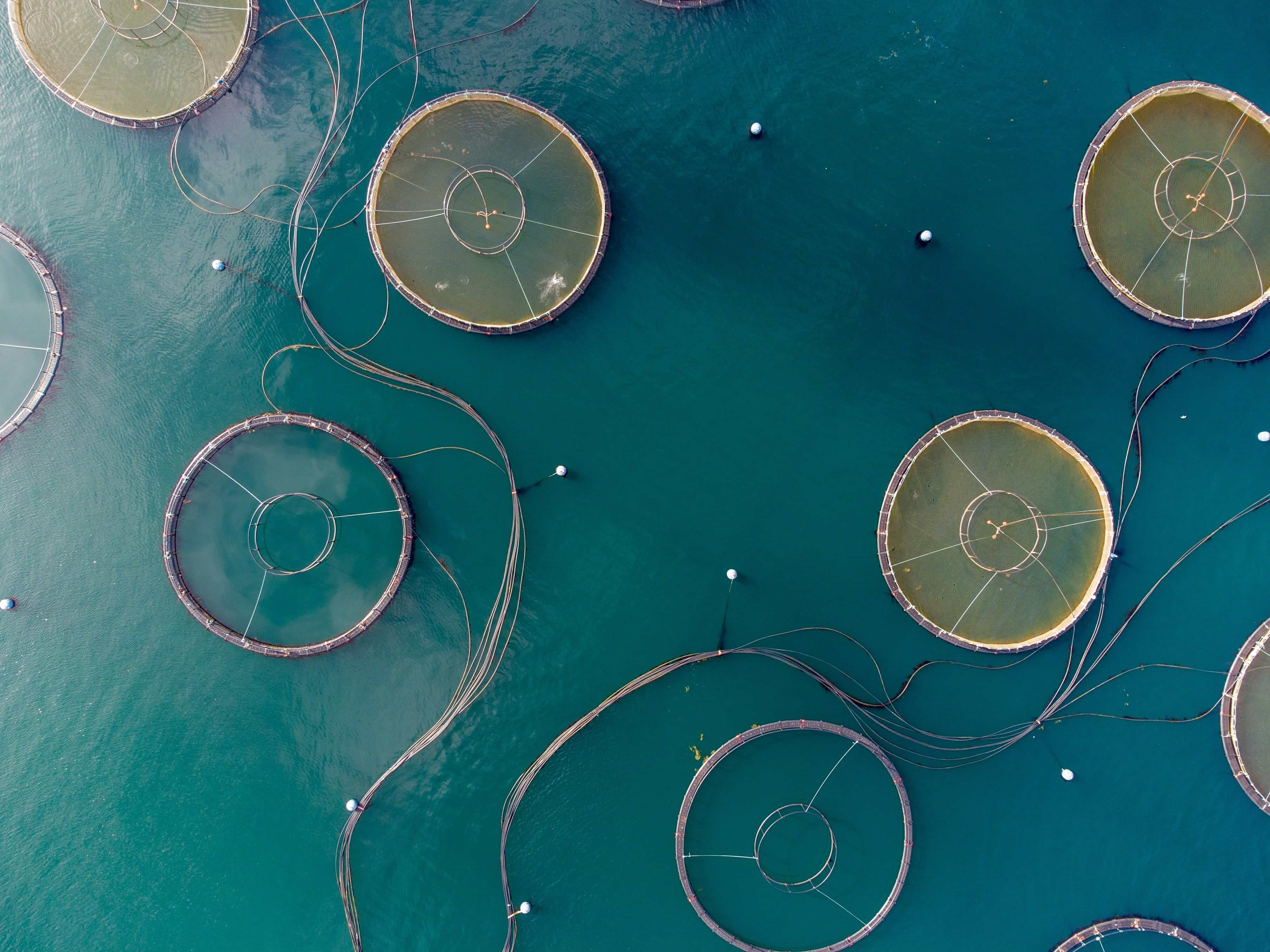 Charting aquaculture’s course in sustainable growth and talent dynamics