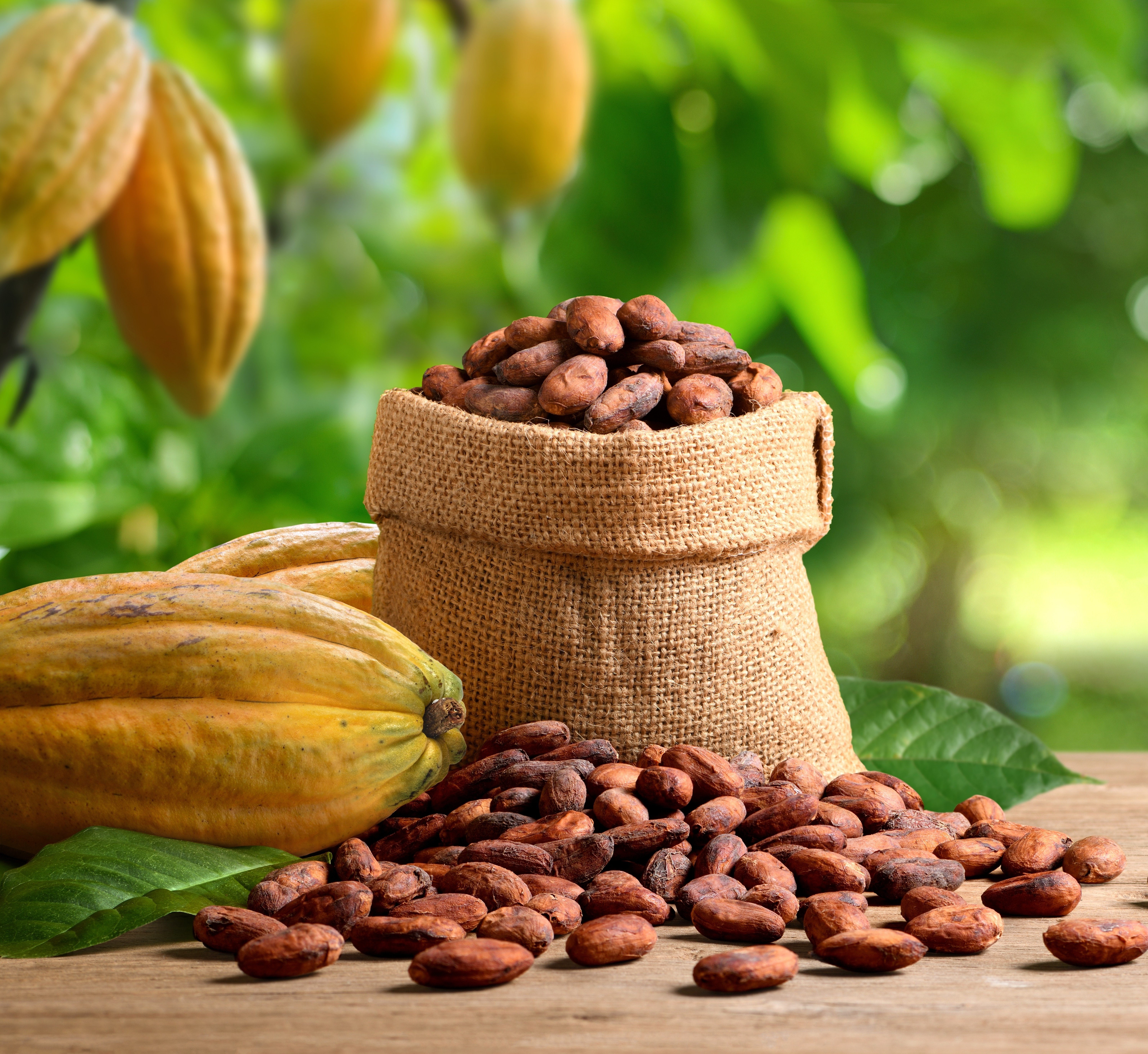 Supporting sustainable cocoa production