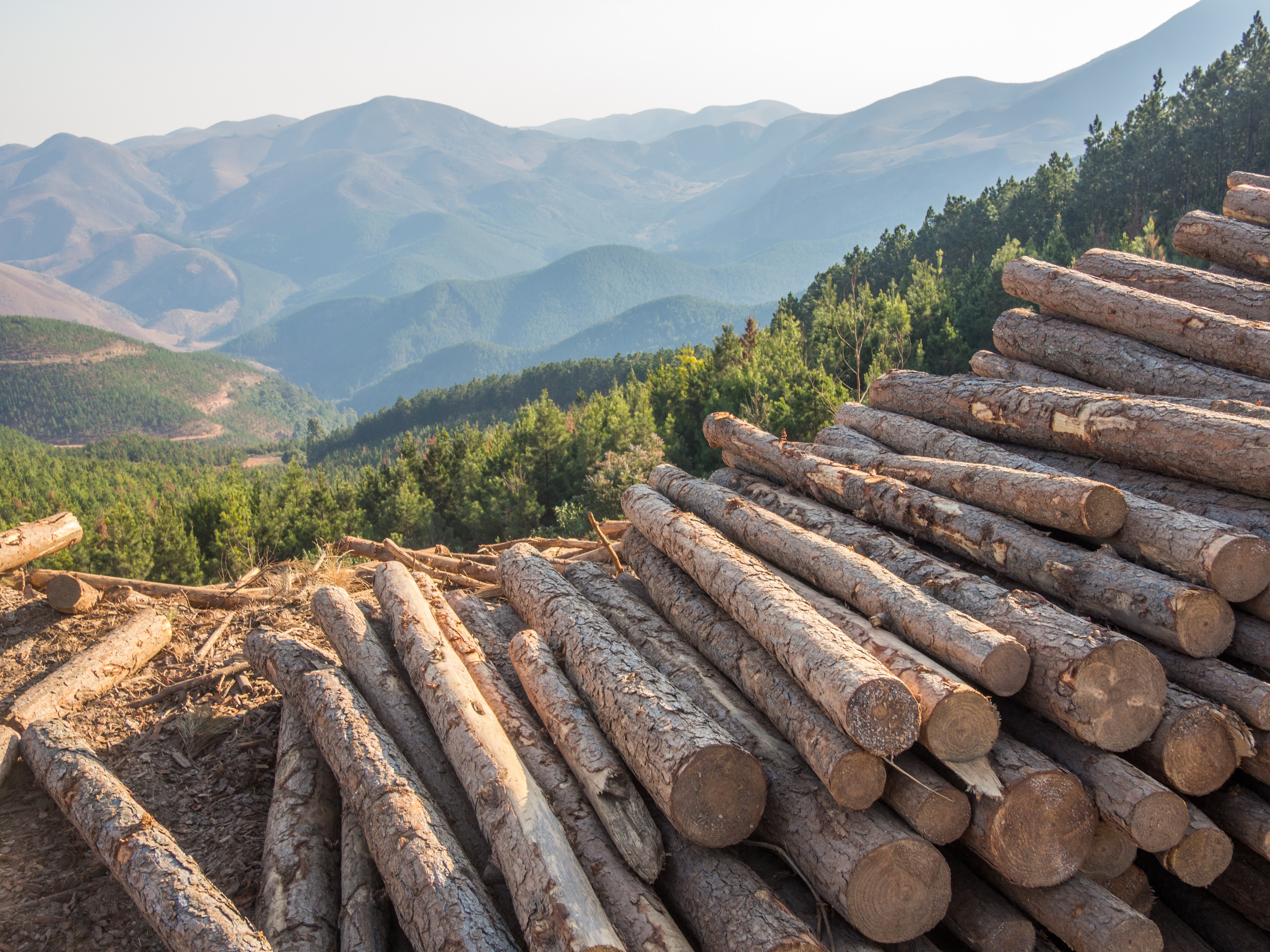 Search for an Executive Chair for Miro Forestry