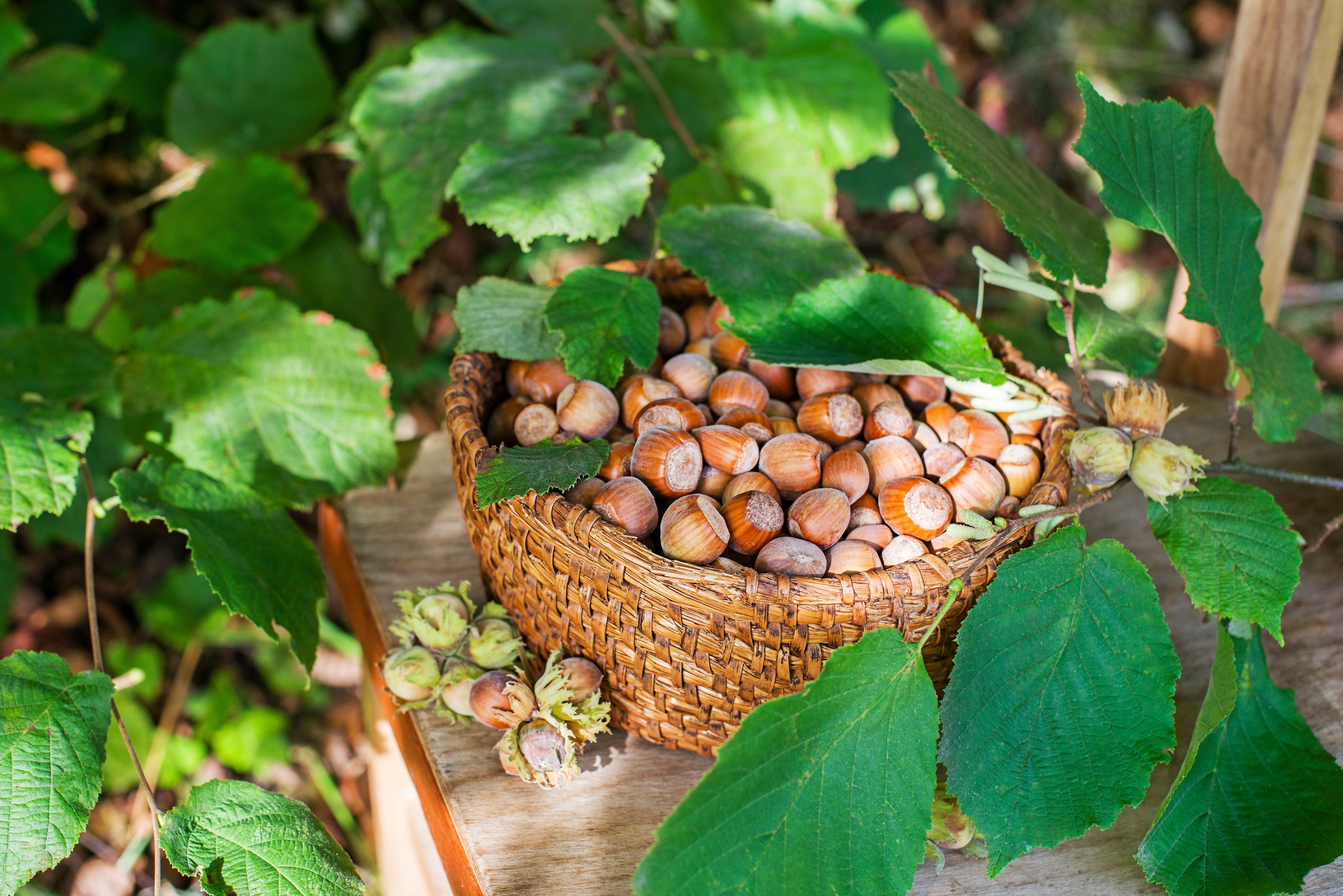 Chief Operating Officer, Mountain Hazelnuts Group